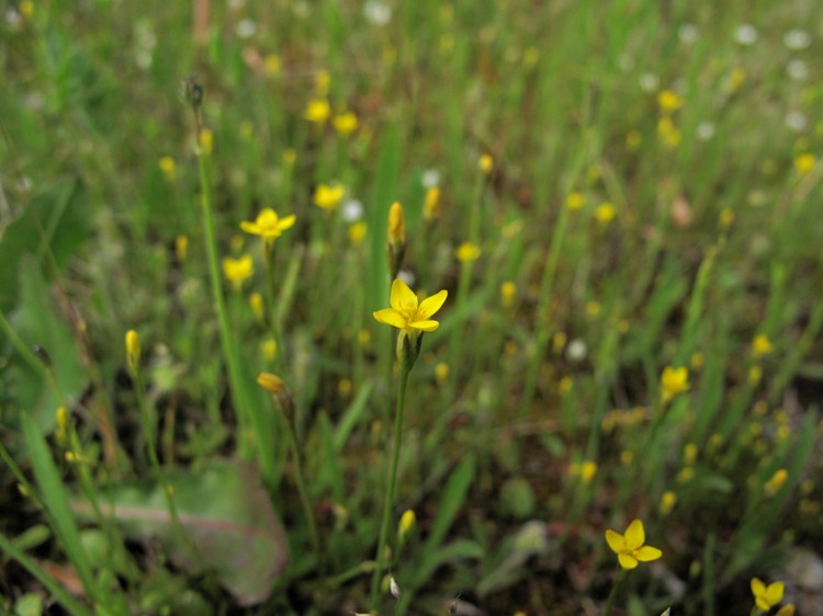Cicendia filiformis